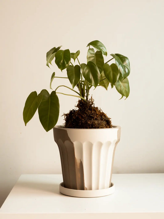 Premium Raya Ceramic Planter with kokedama plant, showcasing fluted dual-tone design in warm white and brown.
