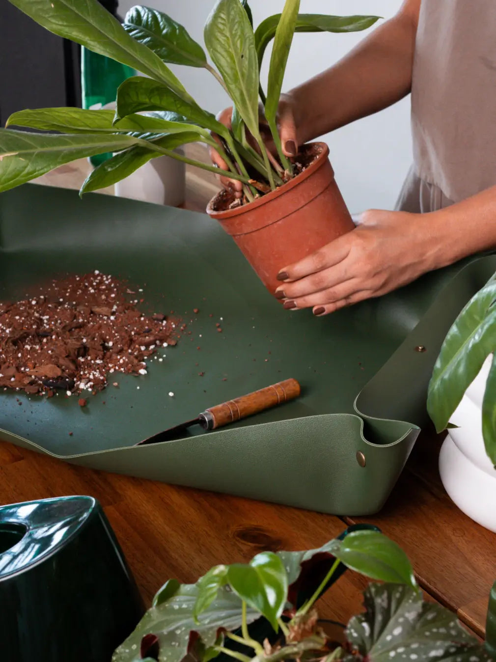 Indoor plant repotting using Solum Olive vegan leather potting mat