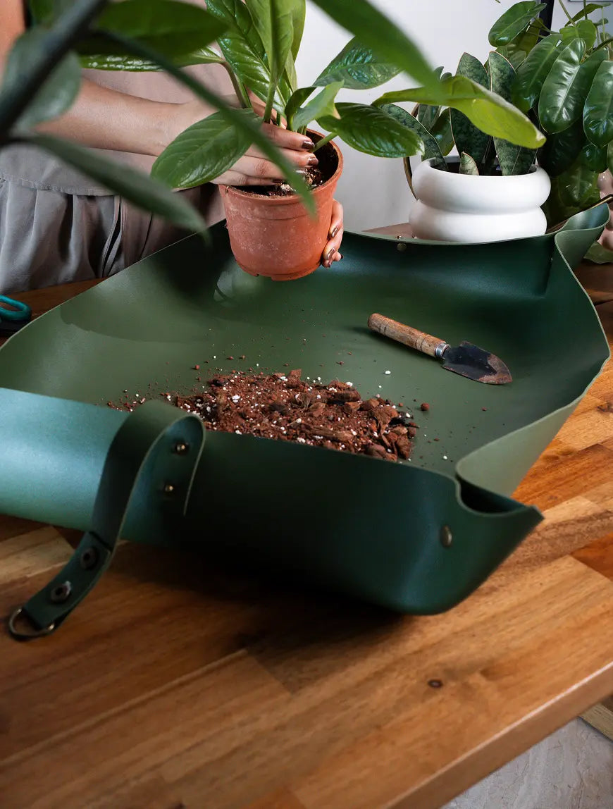 Repotting plants indoors using Solum Olive reusable potting mat