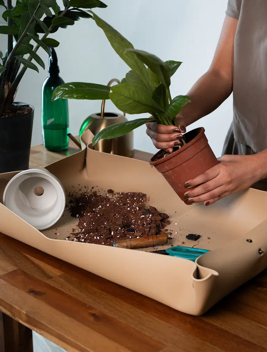 Indoor repotting setup using waterproof tan potting mat