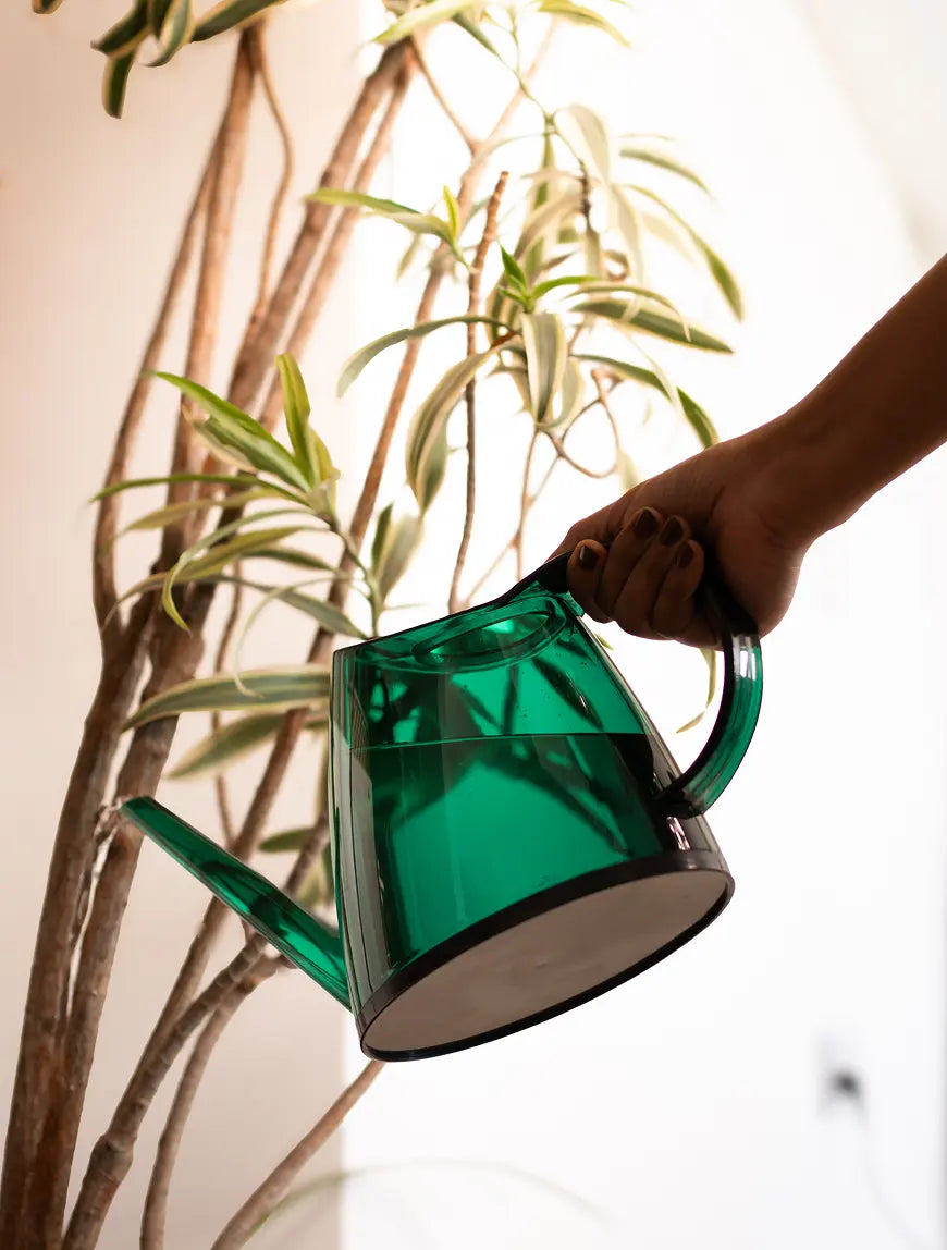 Person watering a tall indoor plant with the Willow Watering Can, showing controlled flow.